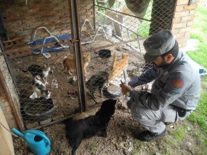 Gatti detenuti in gabbia